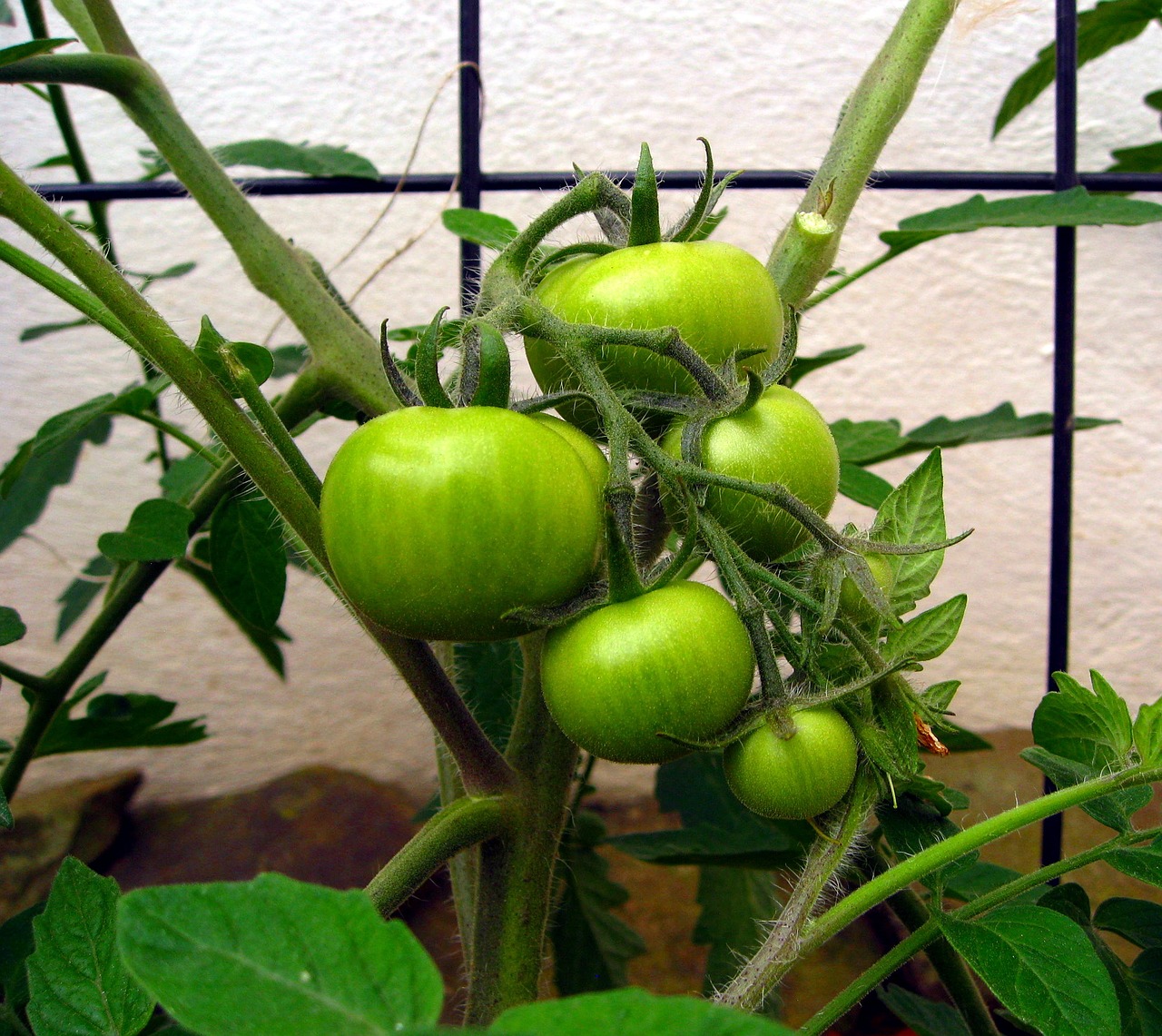 tomatoes nachtschattengewächs garden free photo