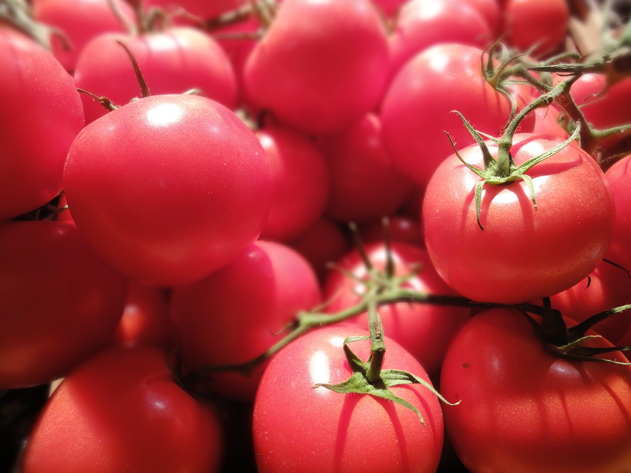 tomatoes food fair free photo