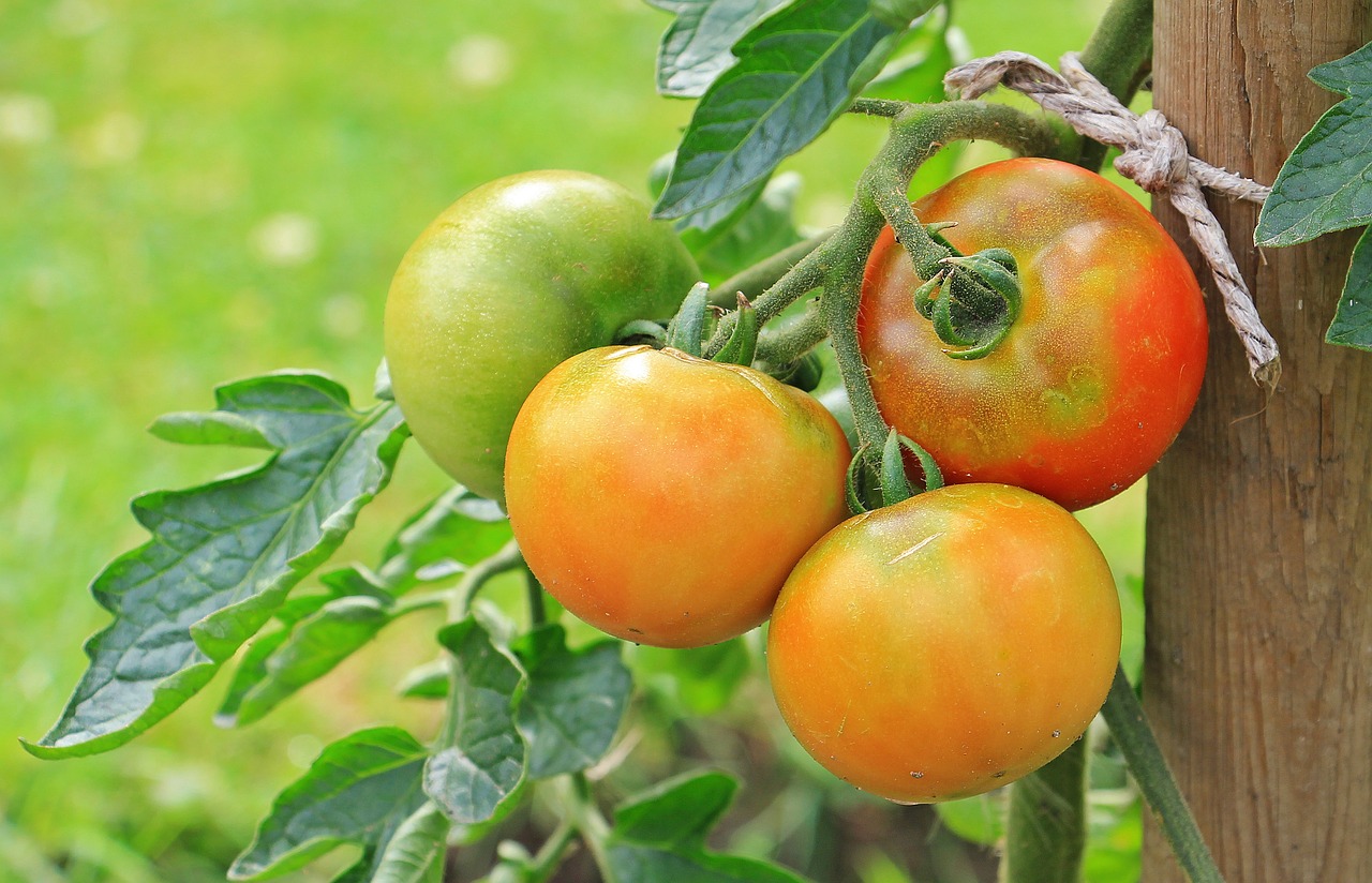 tomatoes vegetables nachtschattengewächs free photo