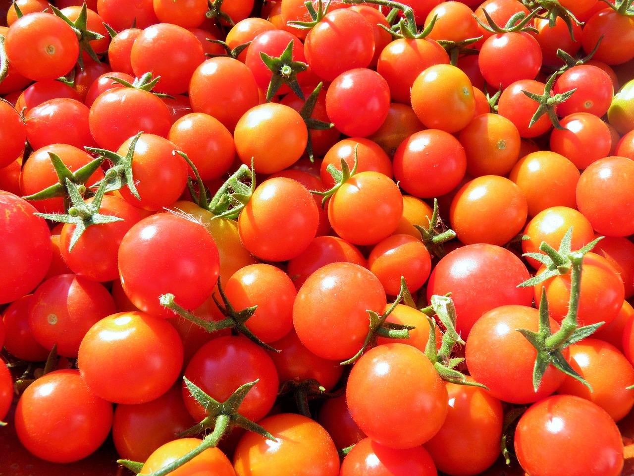 tomatoes cherry tomatoes organic free photo