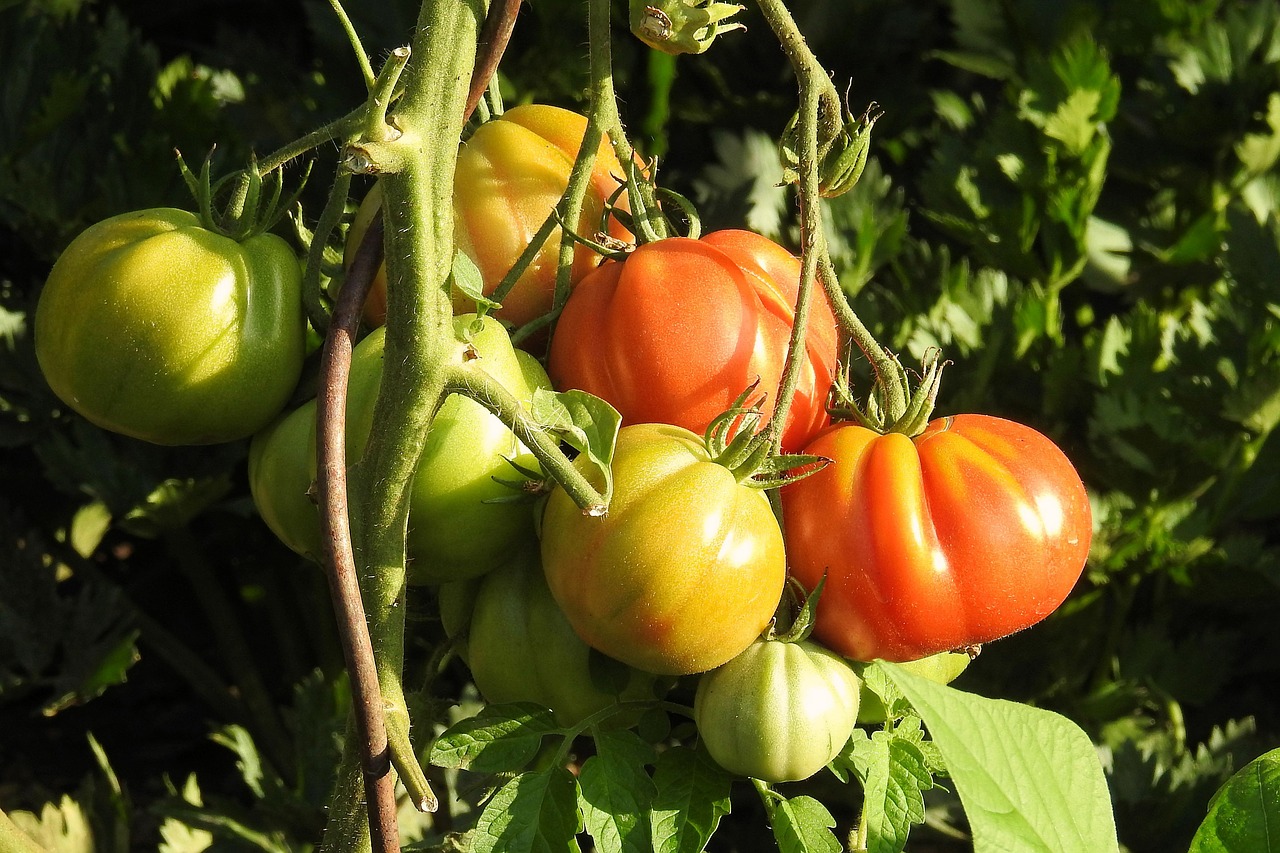 tomatoes bush vegetables free photo