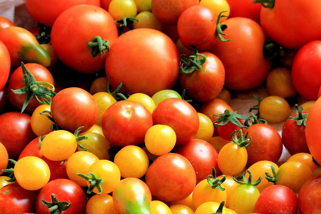 tomatoes tomato harvest healthy free photo