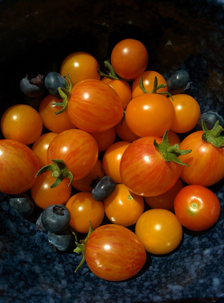 tomatoes vegetable garden free photo