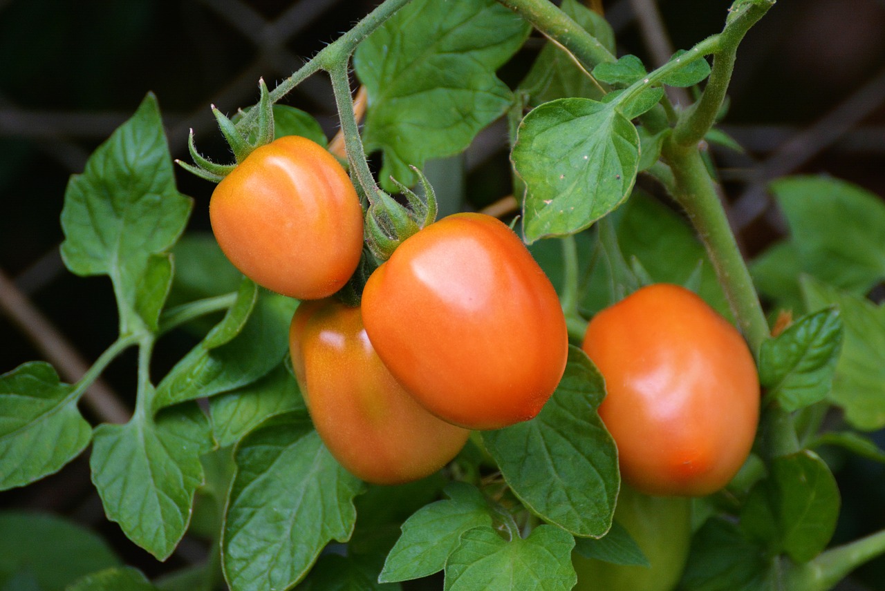 tomatoes roma tomatoes bush tomatoes free photo