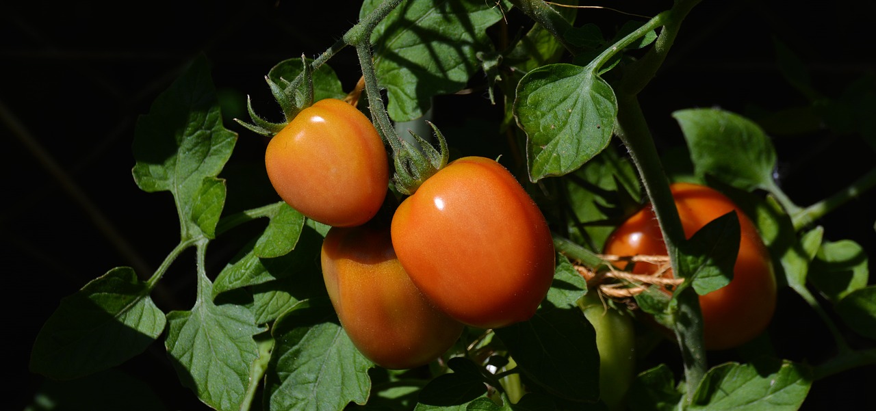 tomatoes roma tomatoes garden free photo