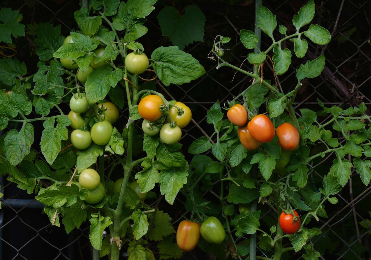 tomatoes bush tomatoes garden free photo