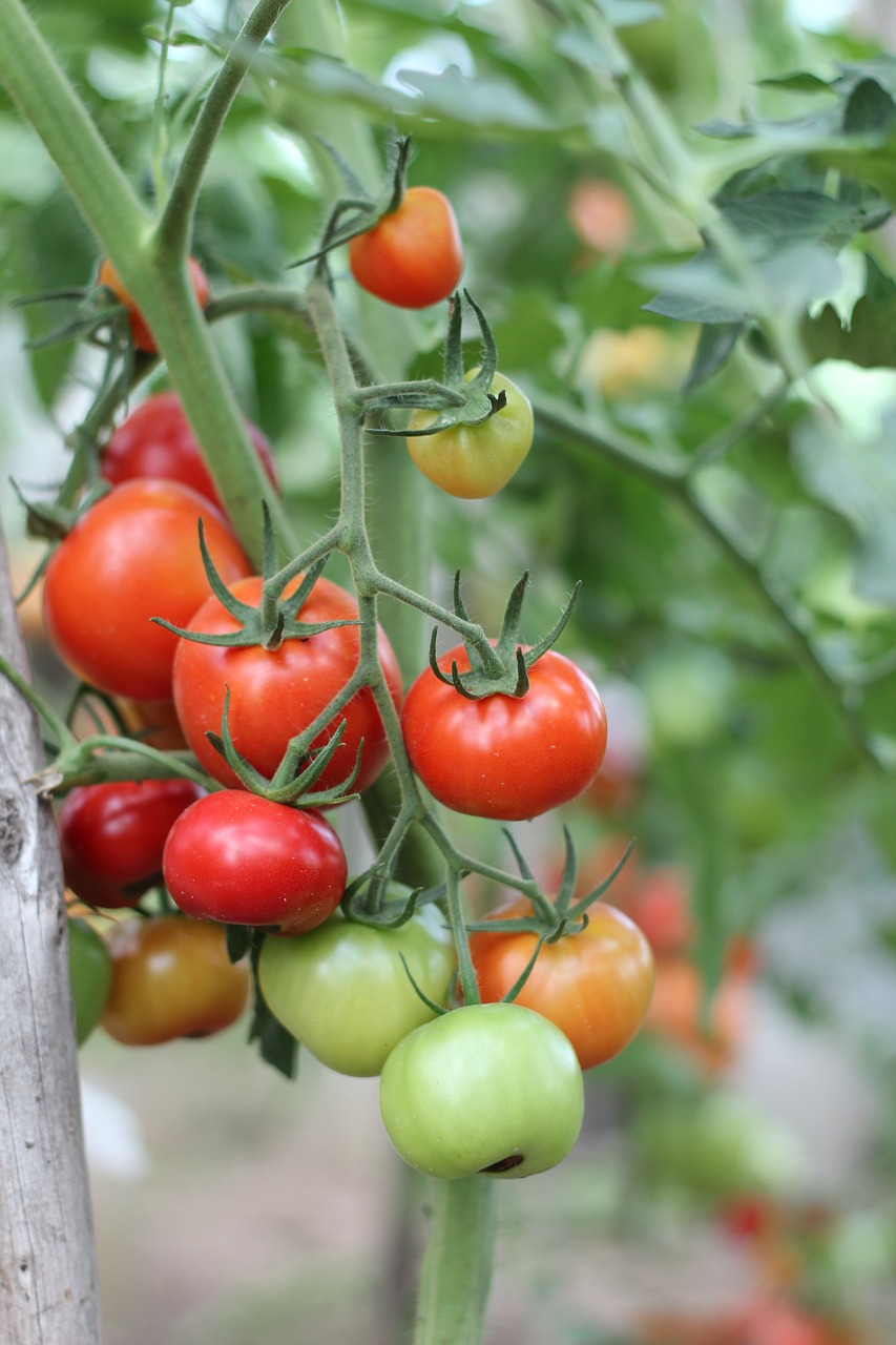 tomatoes dacha vegetables free photo
