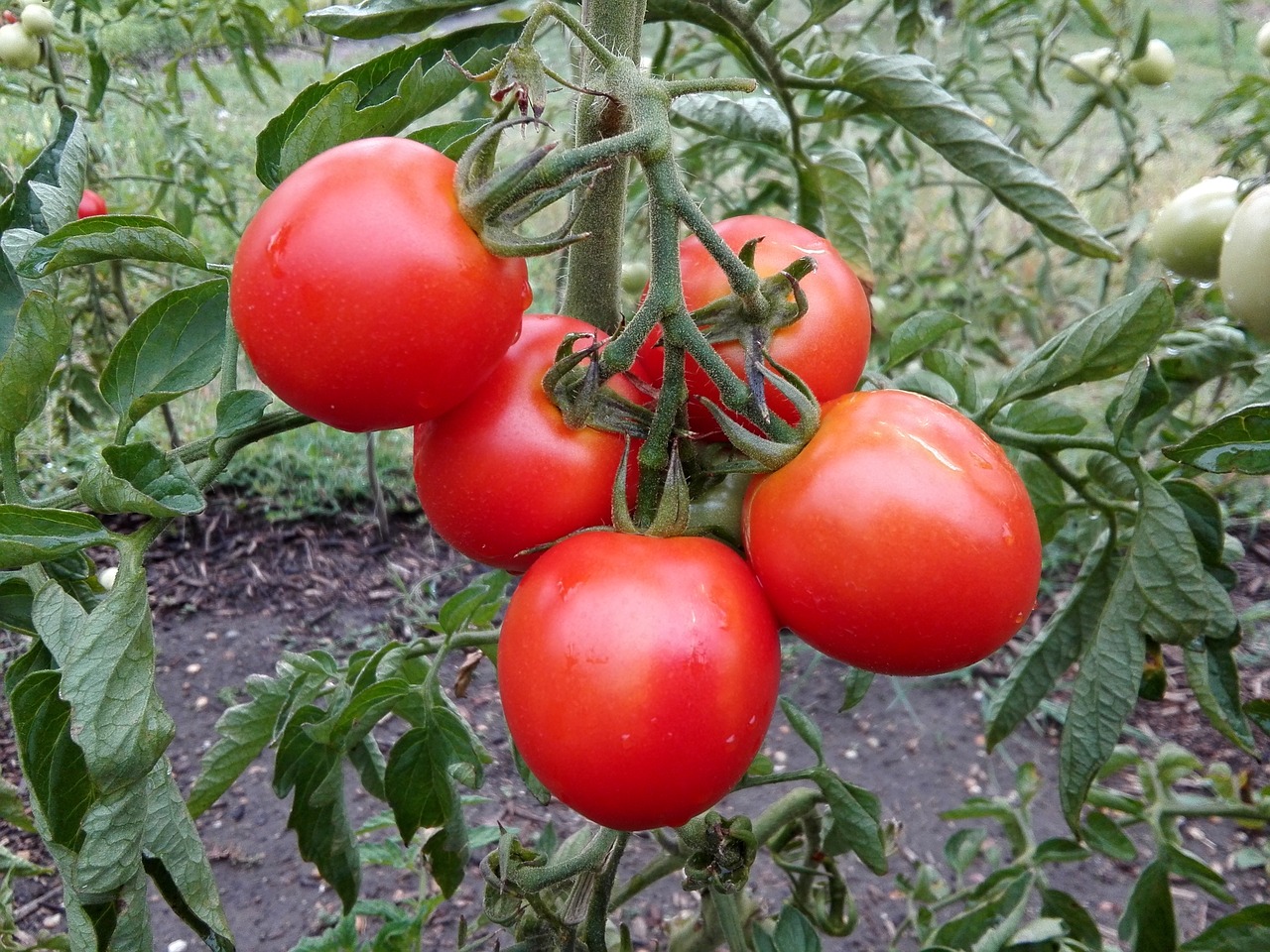 tomatoes garden crop free photo