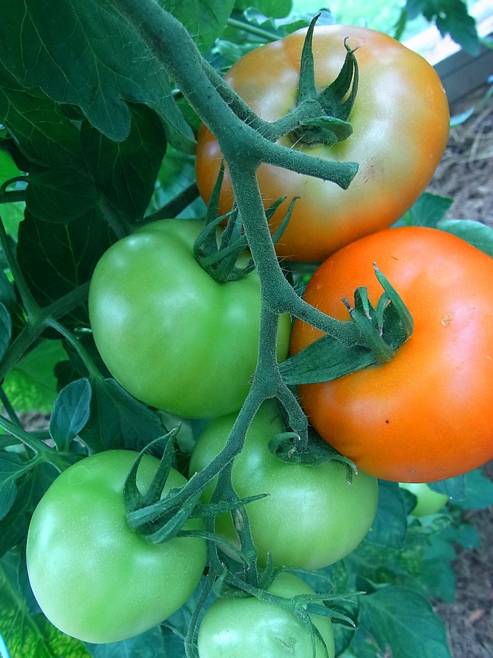 tomatoes fruit vegetables free photo