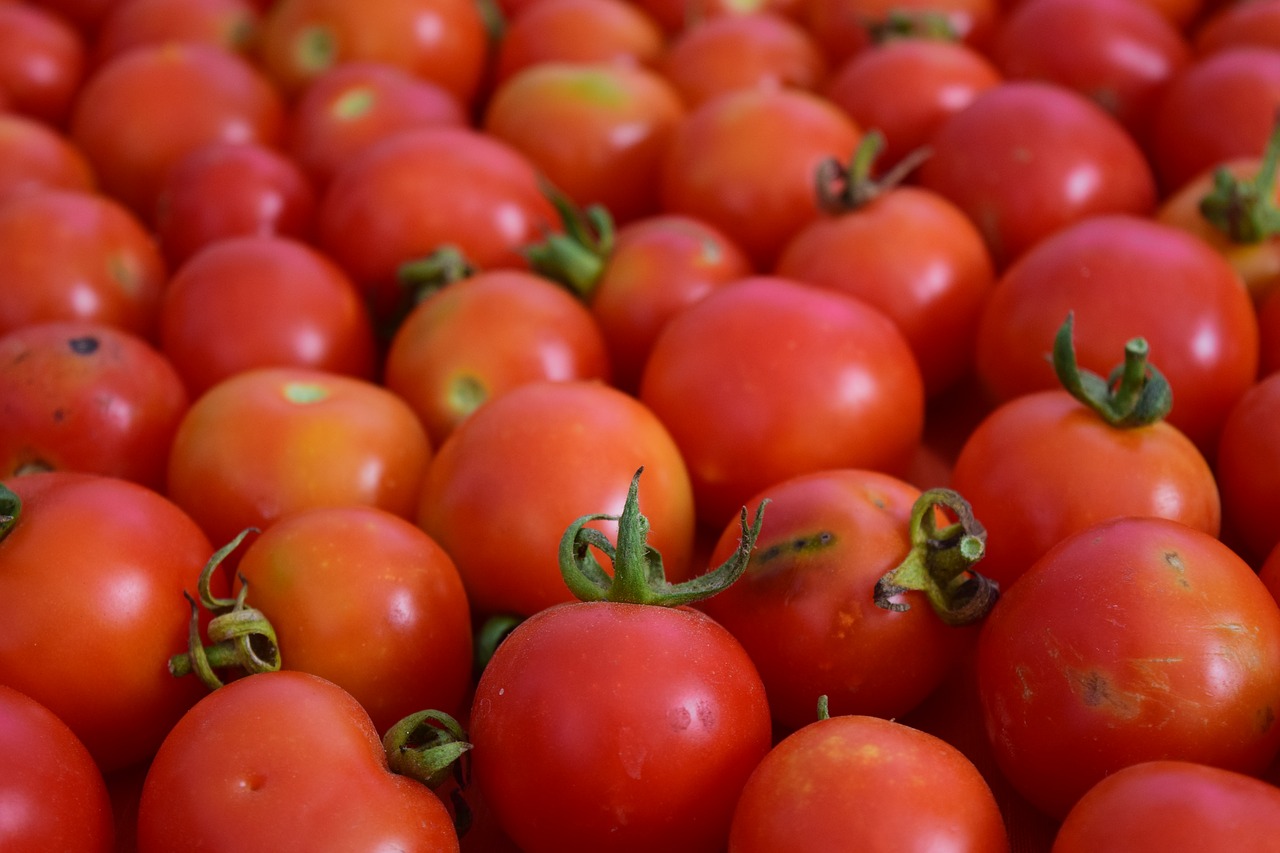 tomatoes background red free photo