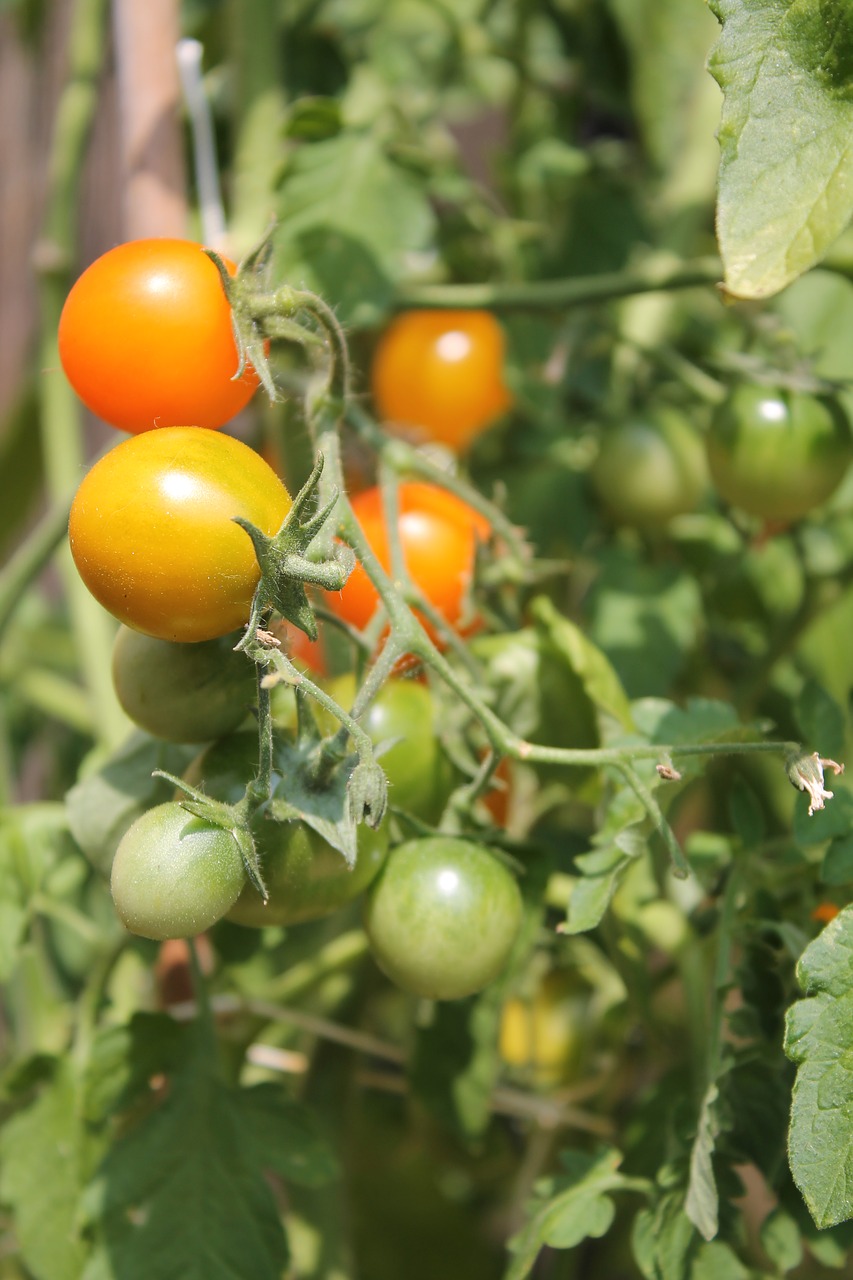 tomatoes plant tomato plant free photo