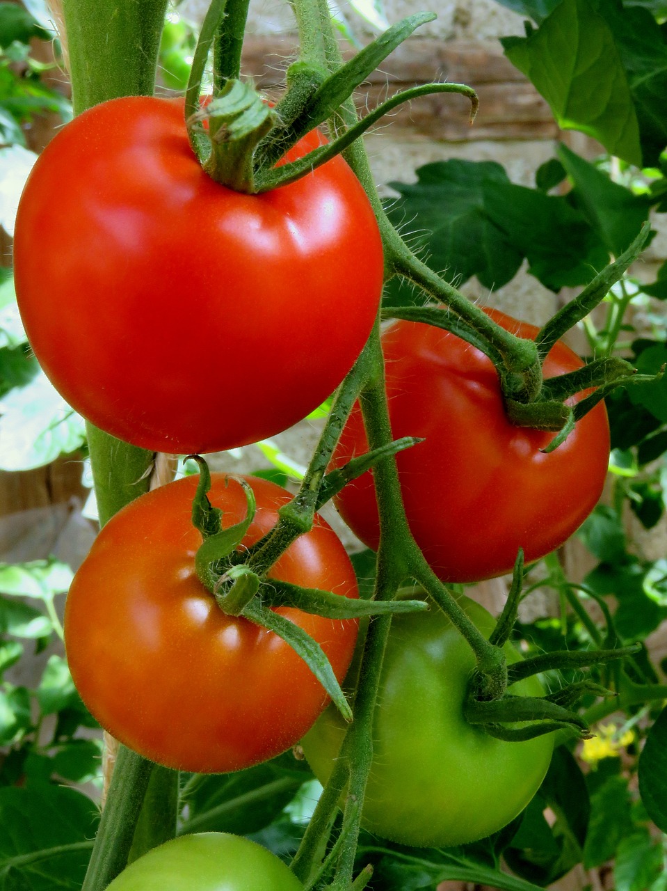 tomatoes red vegetables free photo