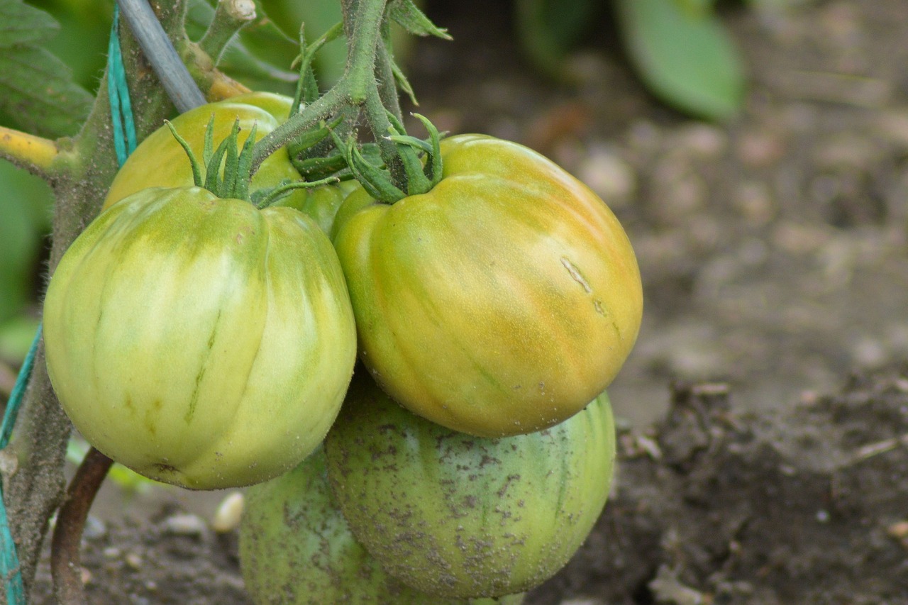 tomatoes tomato shrub nachtschattengewächs free photo