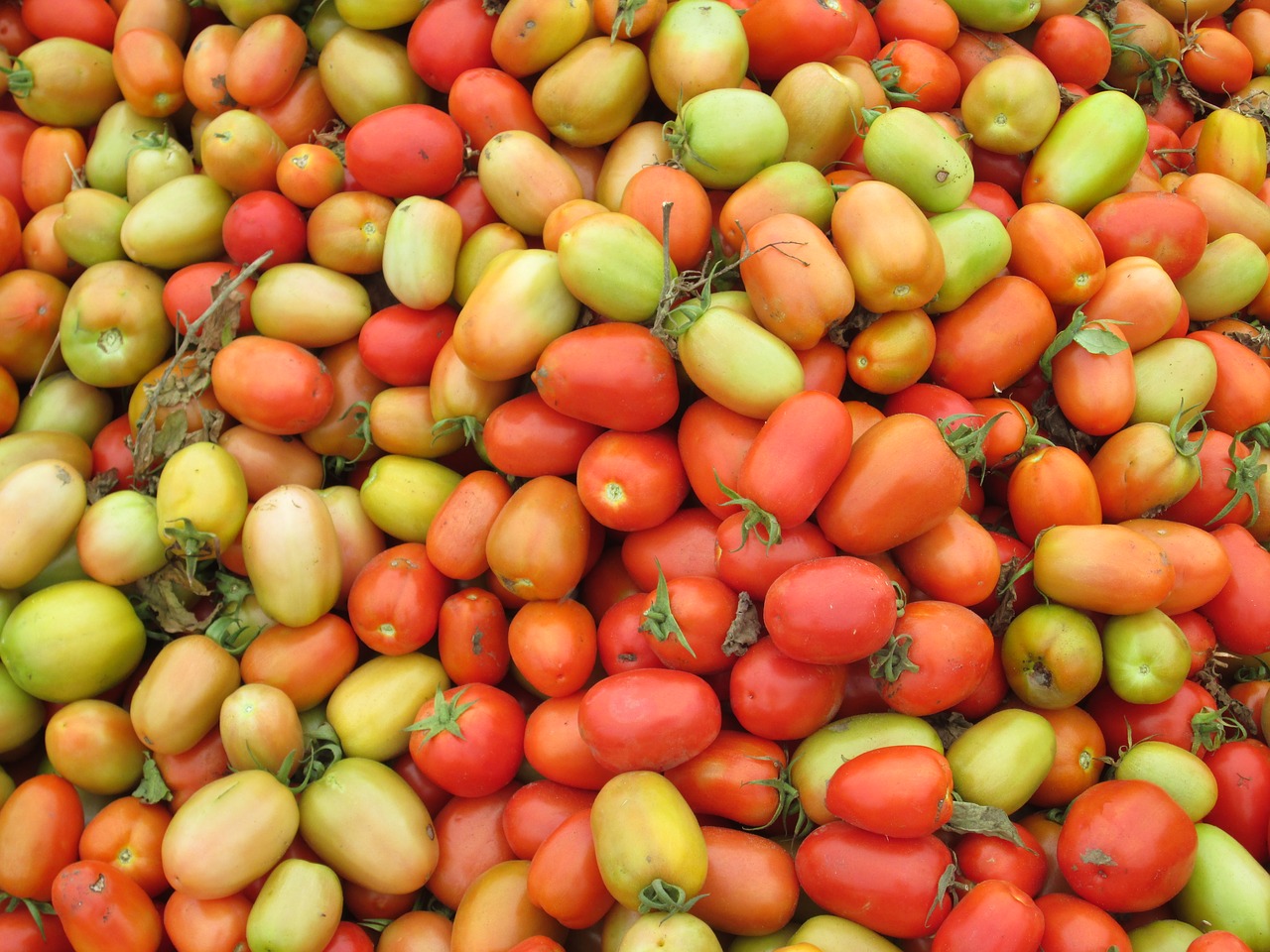 tomatoes red green free photo