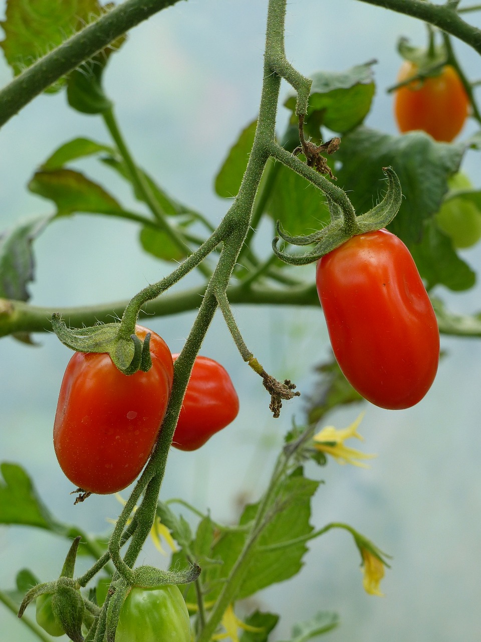 tomatoes green colors free photo