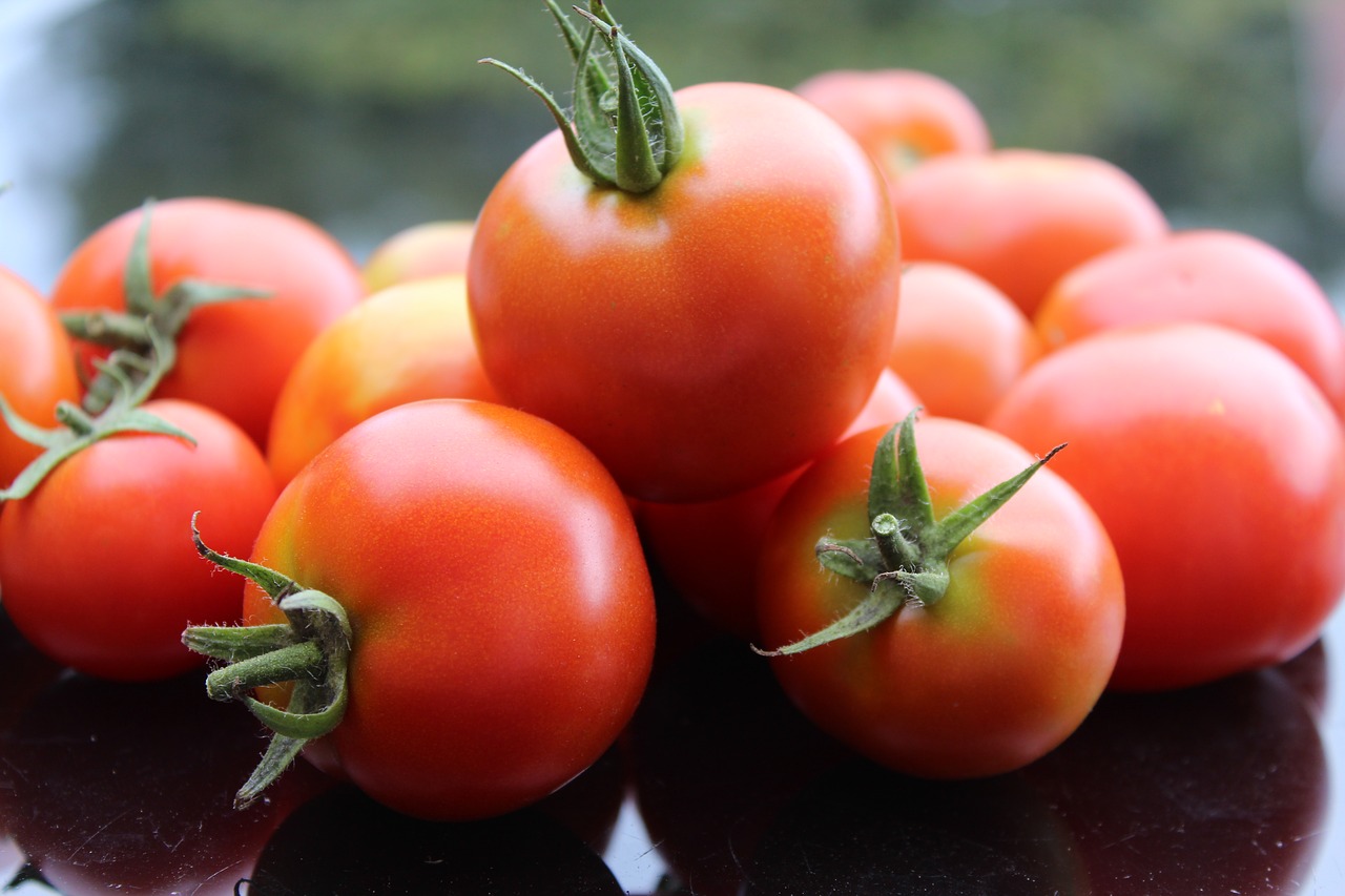 tomatoes tomato harvest red free photo