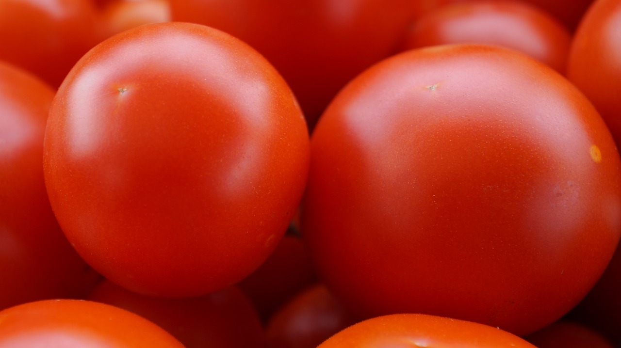 tomatoes ripe food free photo
