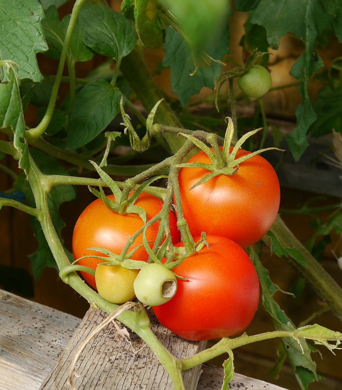 tomatoes garden vegetables free photo