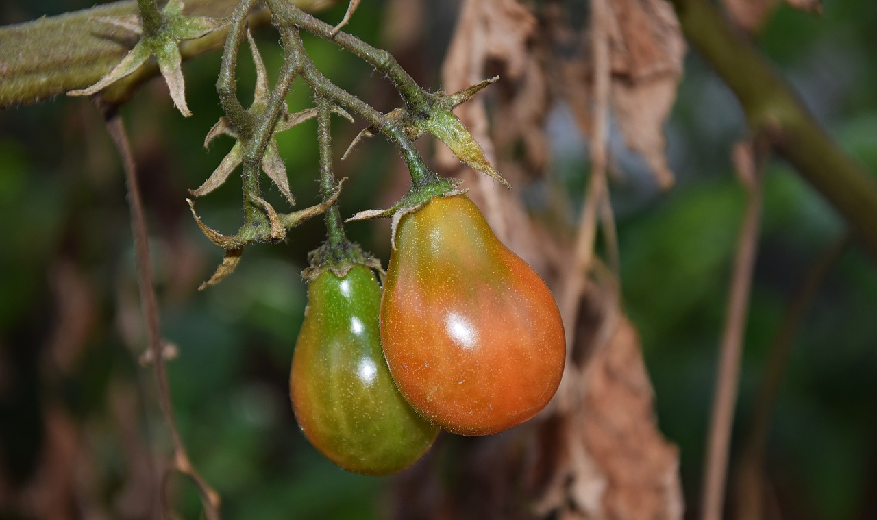 tomatoes bushes garden free photo