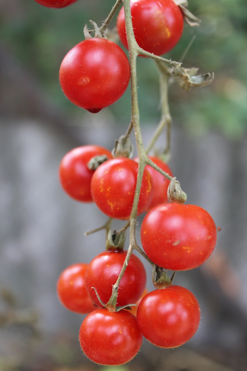 tomatoes red food free photo