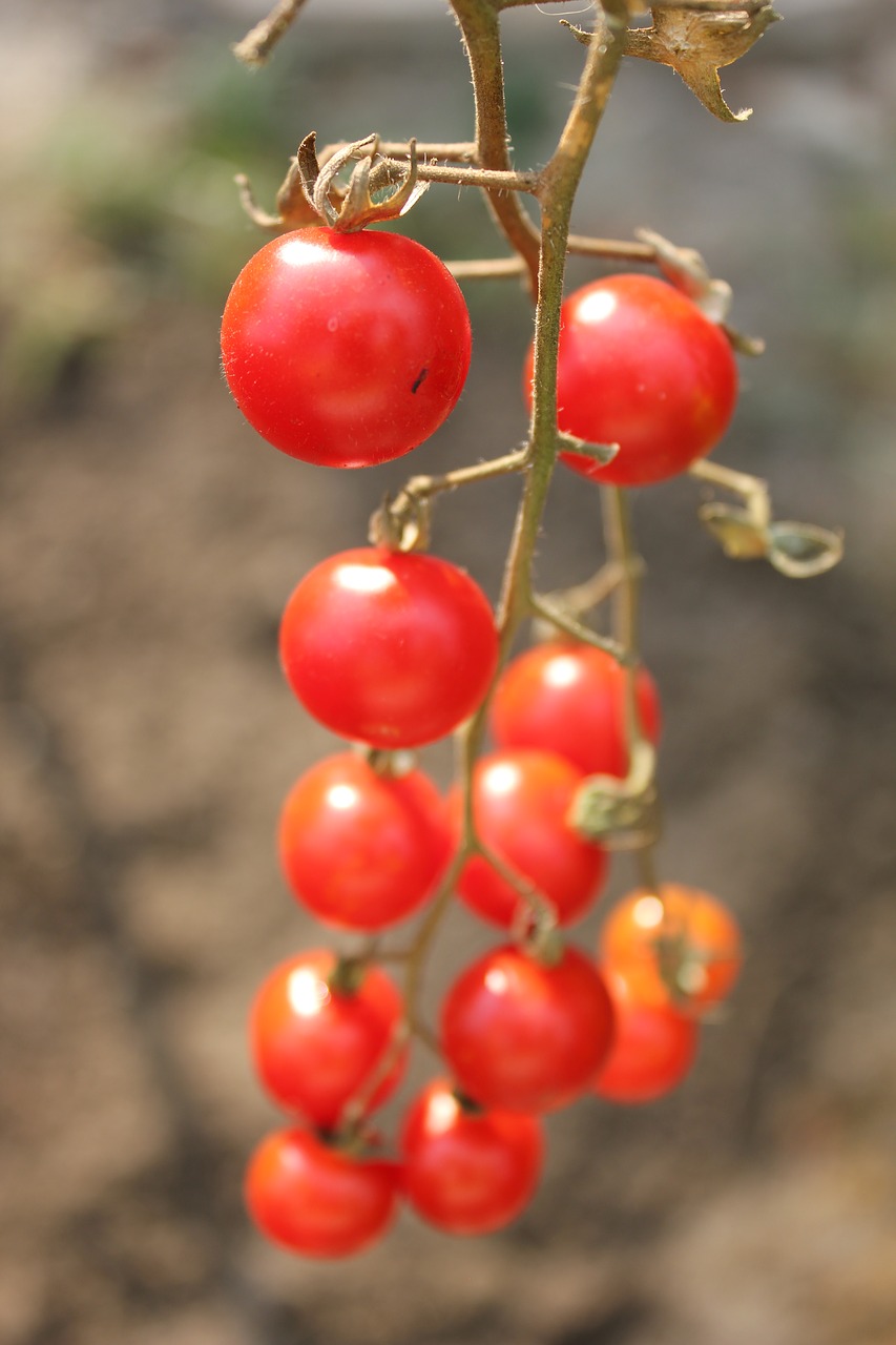 tomatoes red food free photo