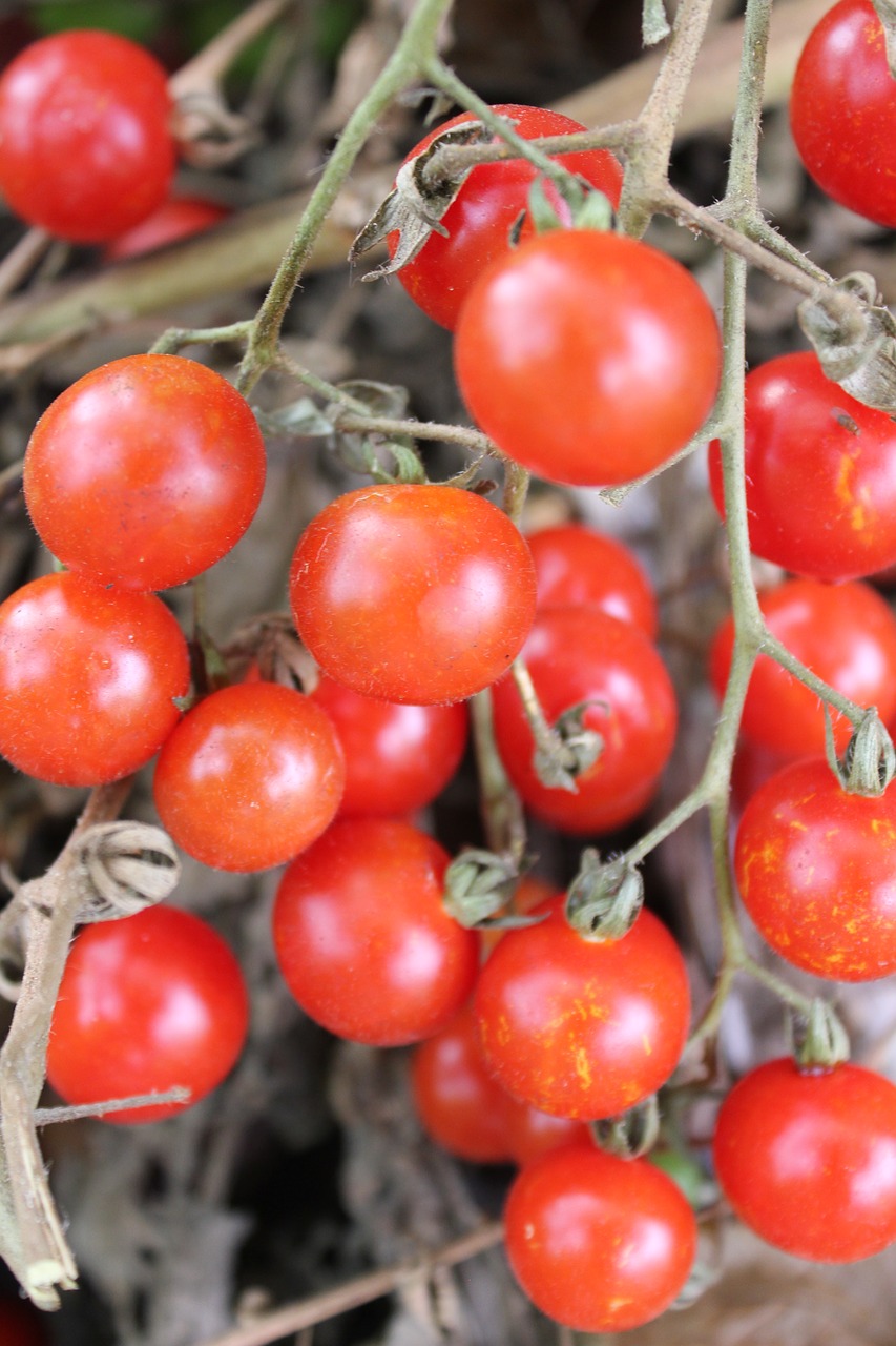 tomatoes red food free photo