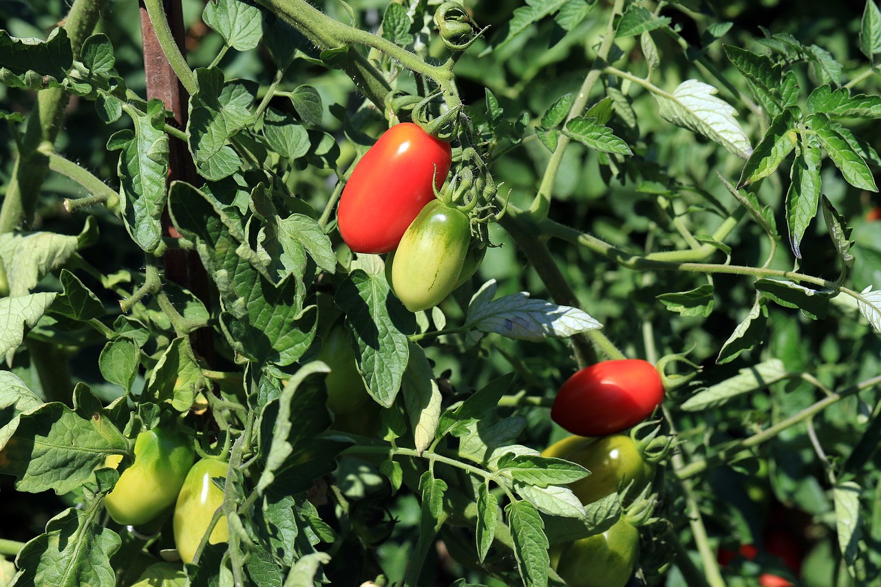 tomatoes red tomato agriculture free photo