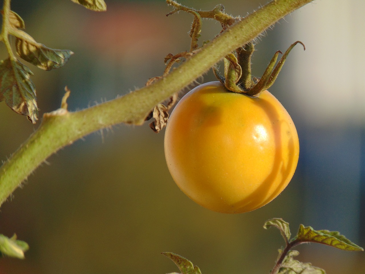 tomatoes vegetables plant free photo