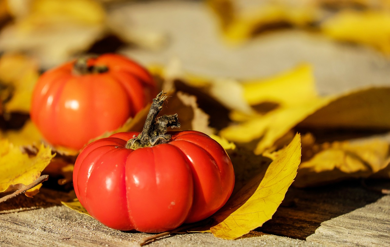 tomatoes fruit orange free photo