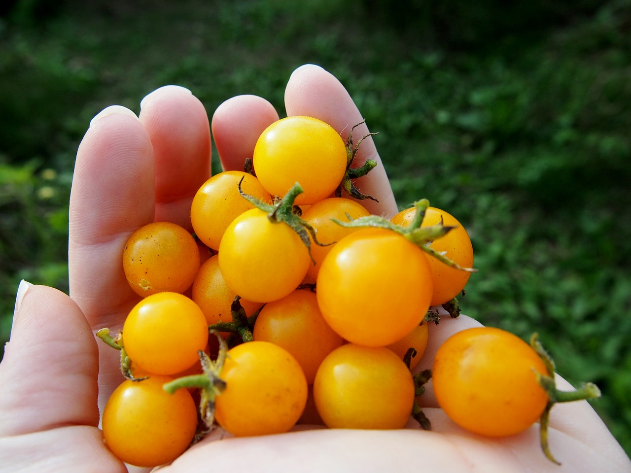 tomatoes garden vegetable free photo