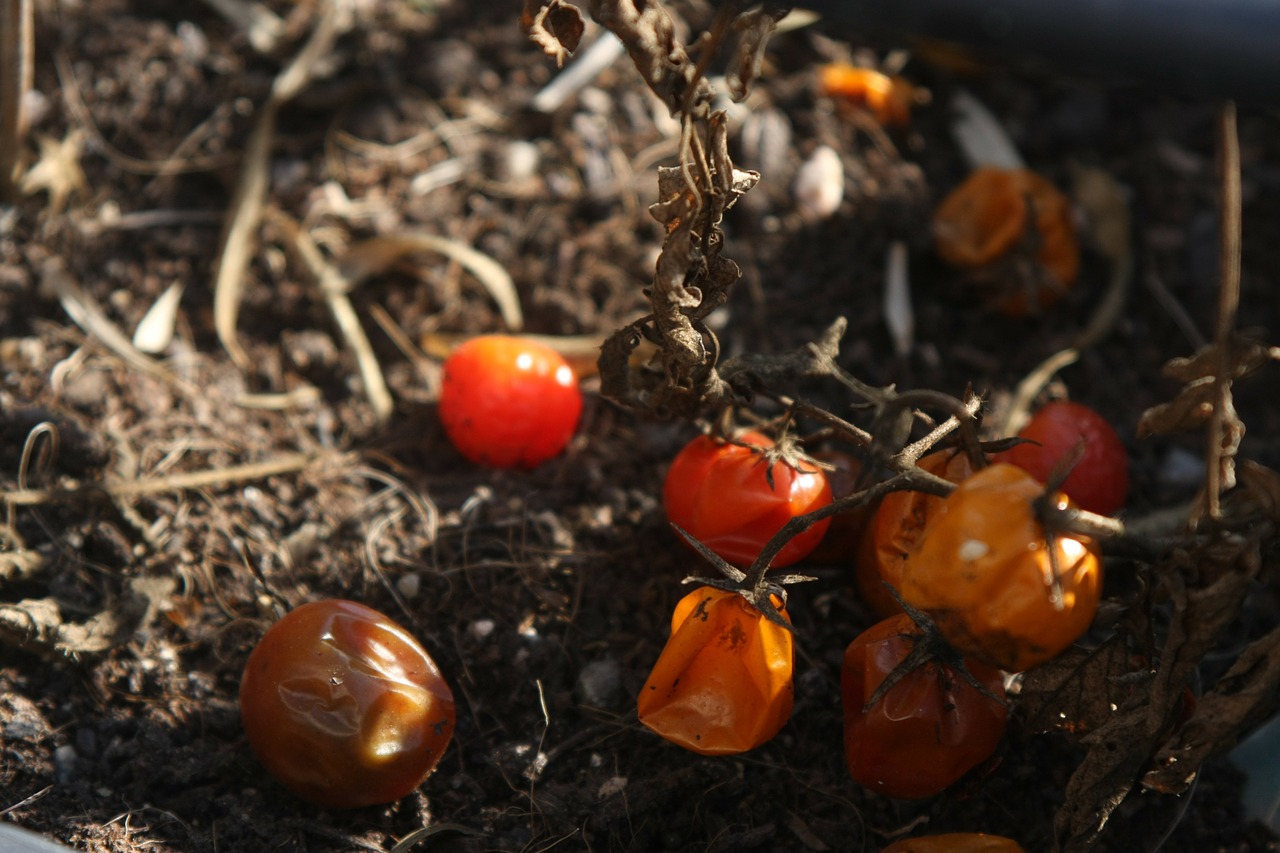 tomatoes cereja terra free photo