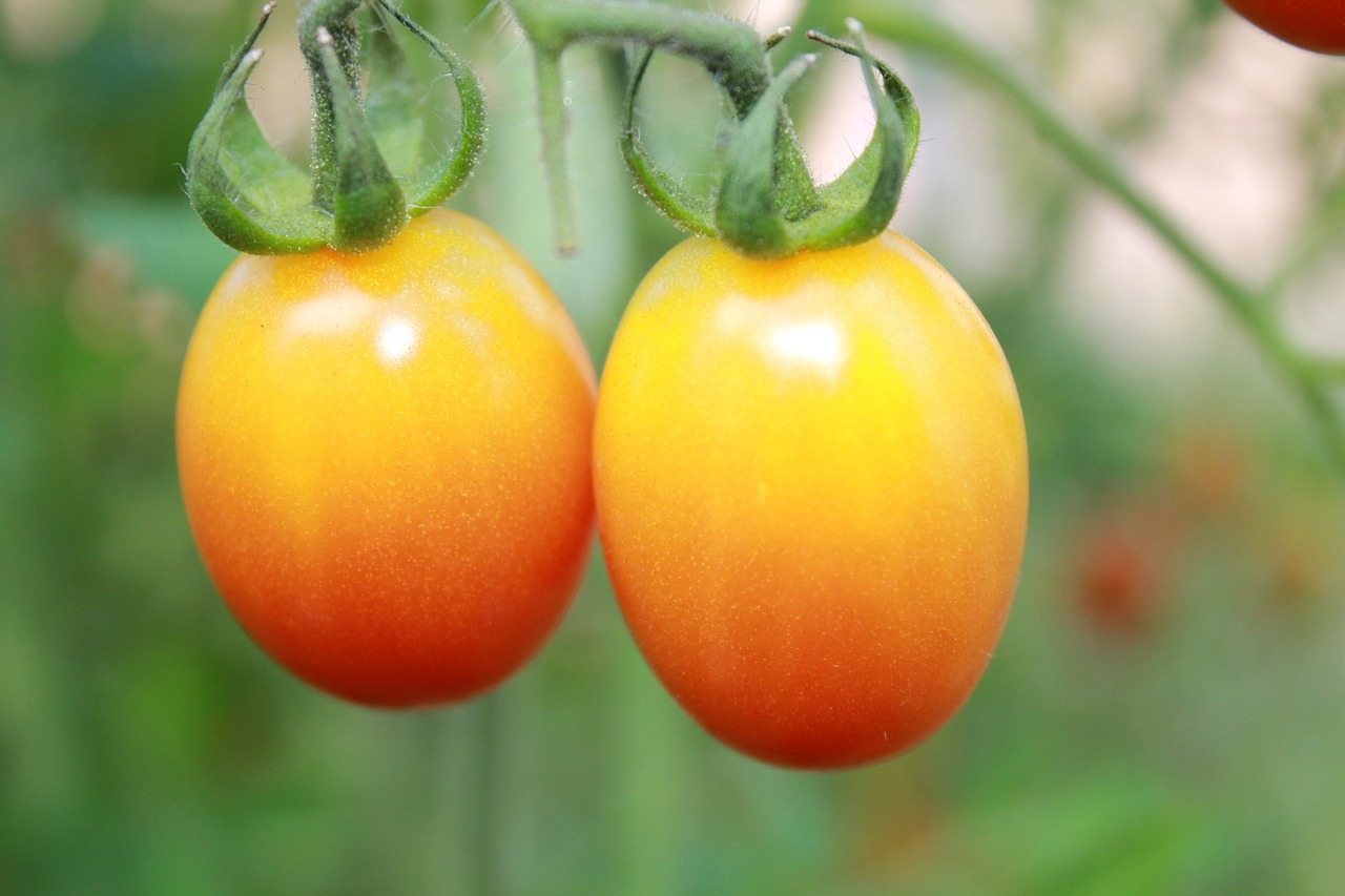 tomatoes summer fruit free photo