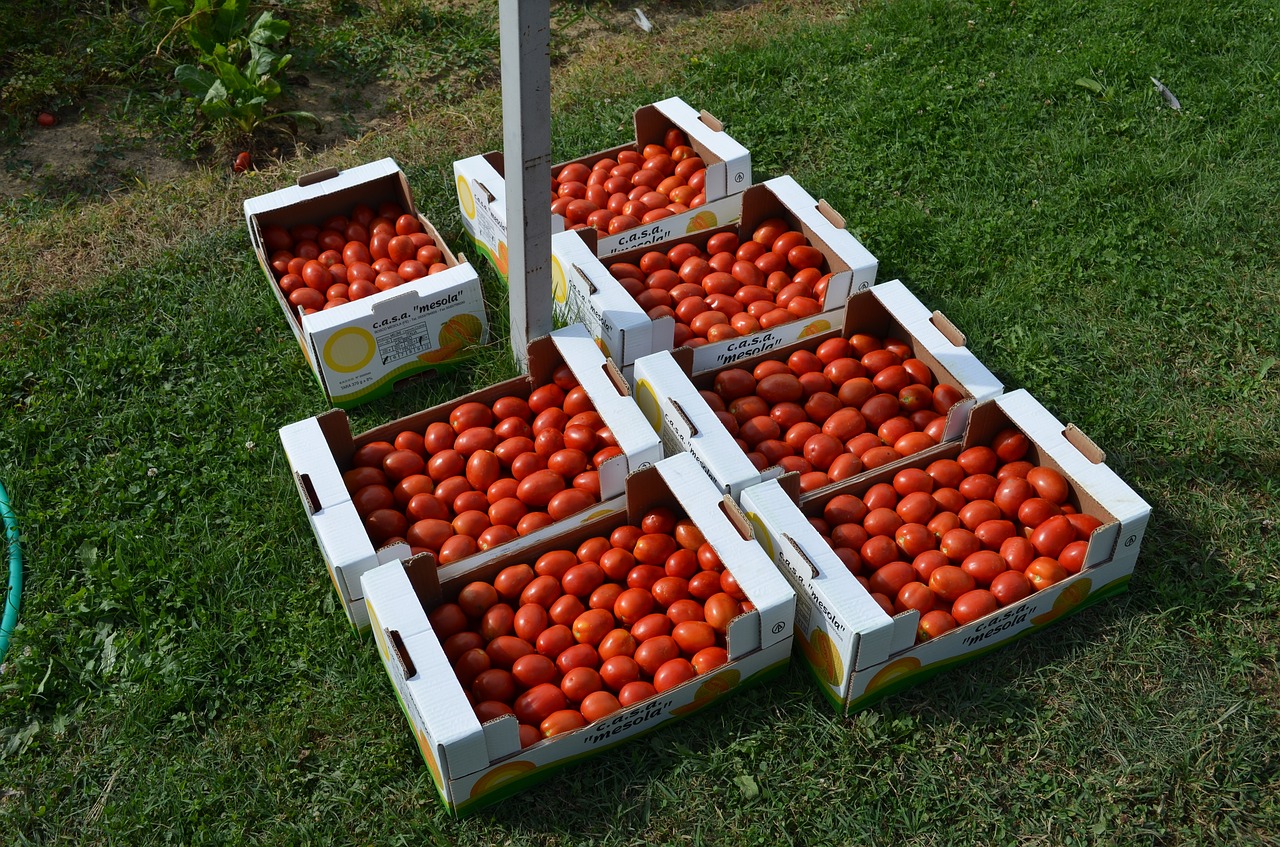 tomatoes vegetables boxes free photo