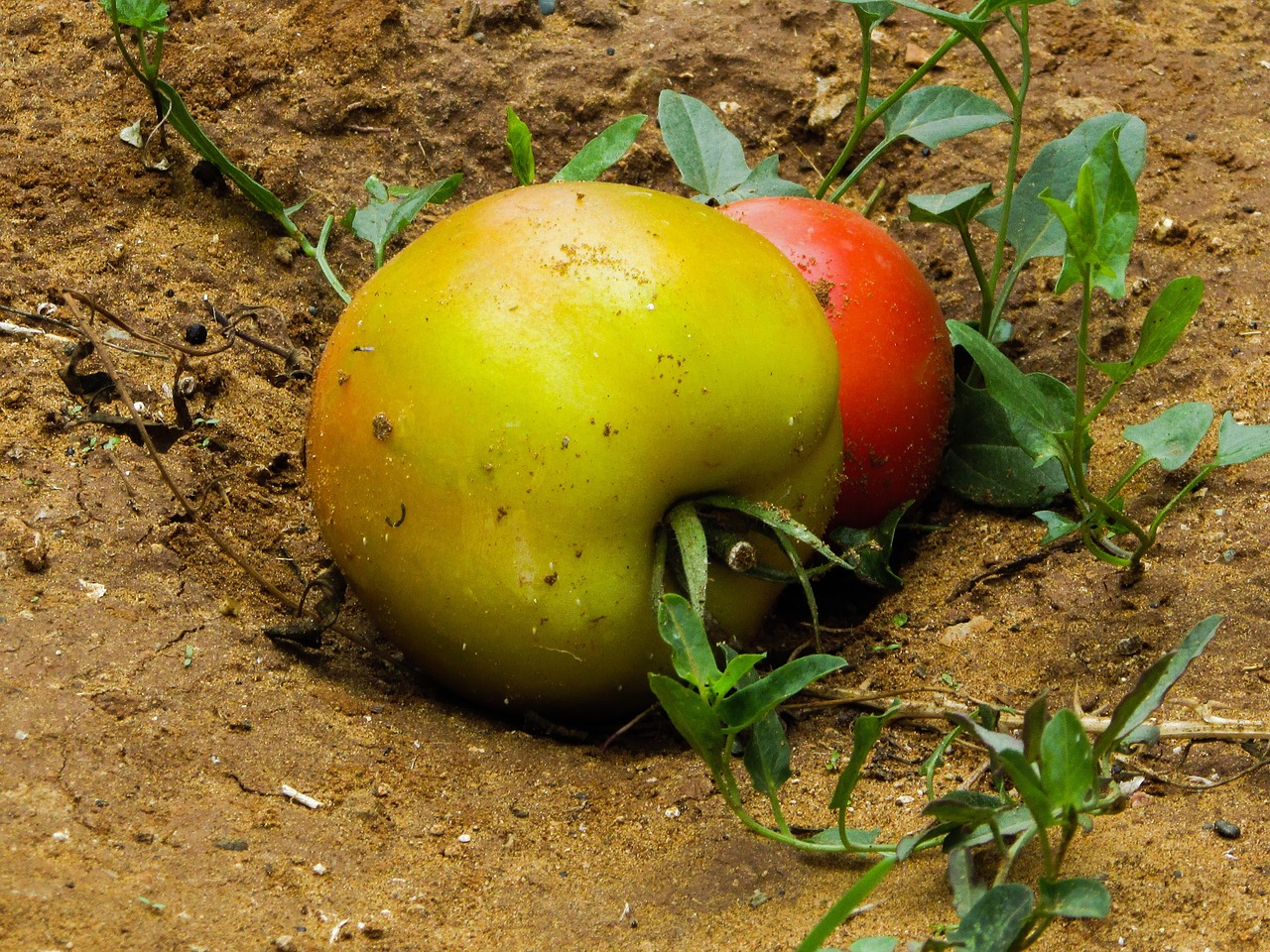 tomatoes food vegetable free photo