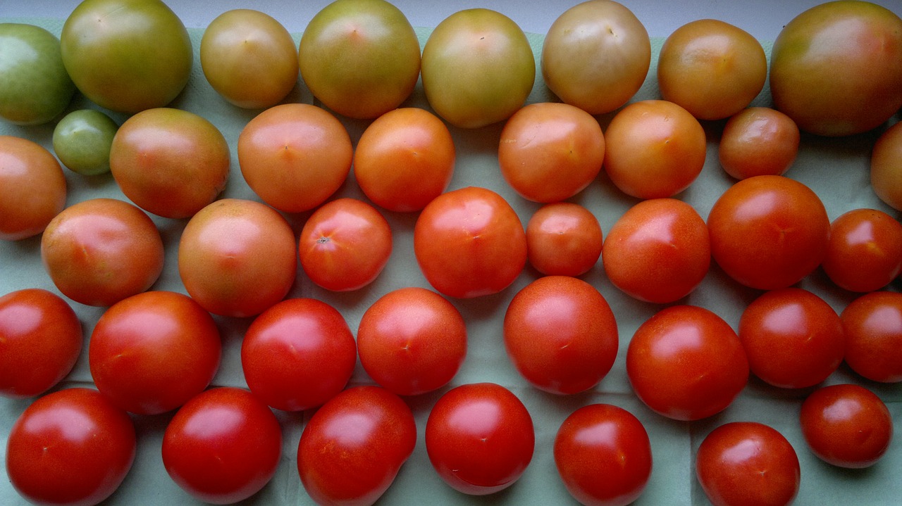 tomatoes red green free photo