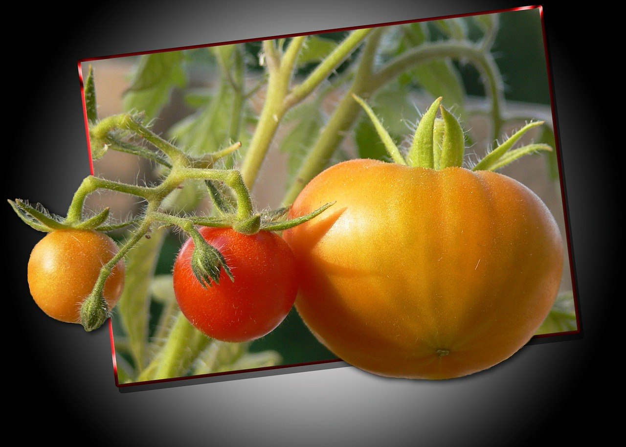 tomatoes yellow red free photo