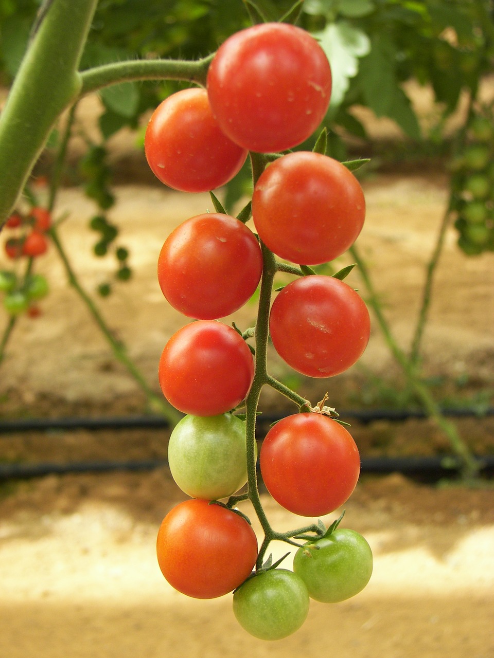 tomatoes greenhouse floor production free photo