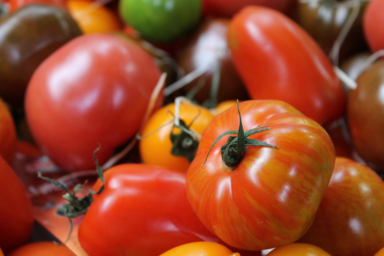 tomatoes tomato vegetables free photo