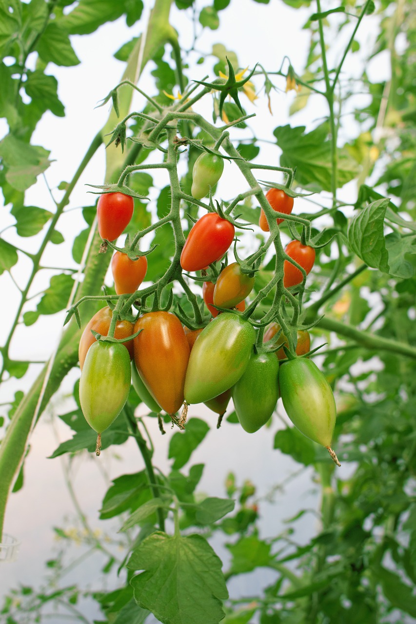 tomatoes nachtschattengewächs tomatenrispe free photo