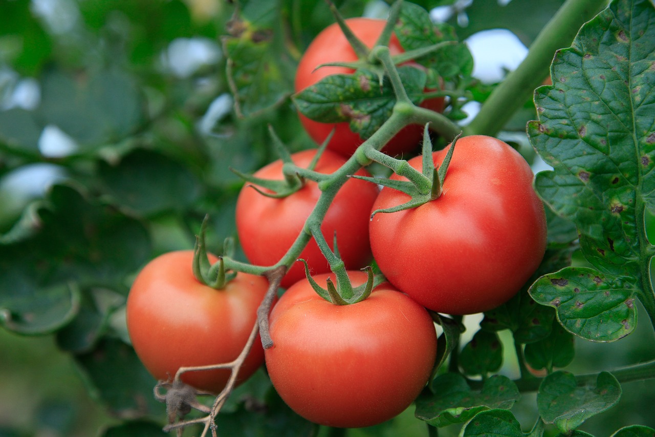 tomatoes agriculture bio free photo