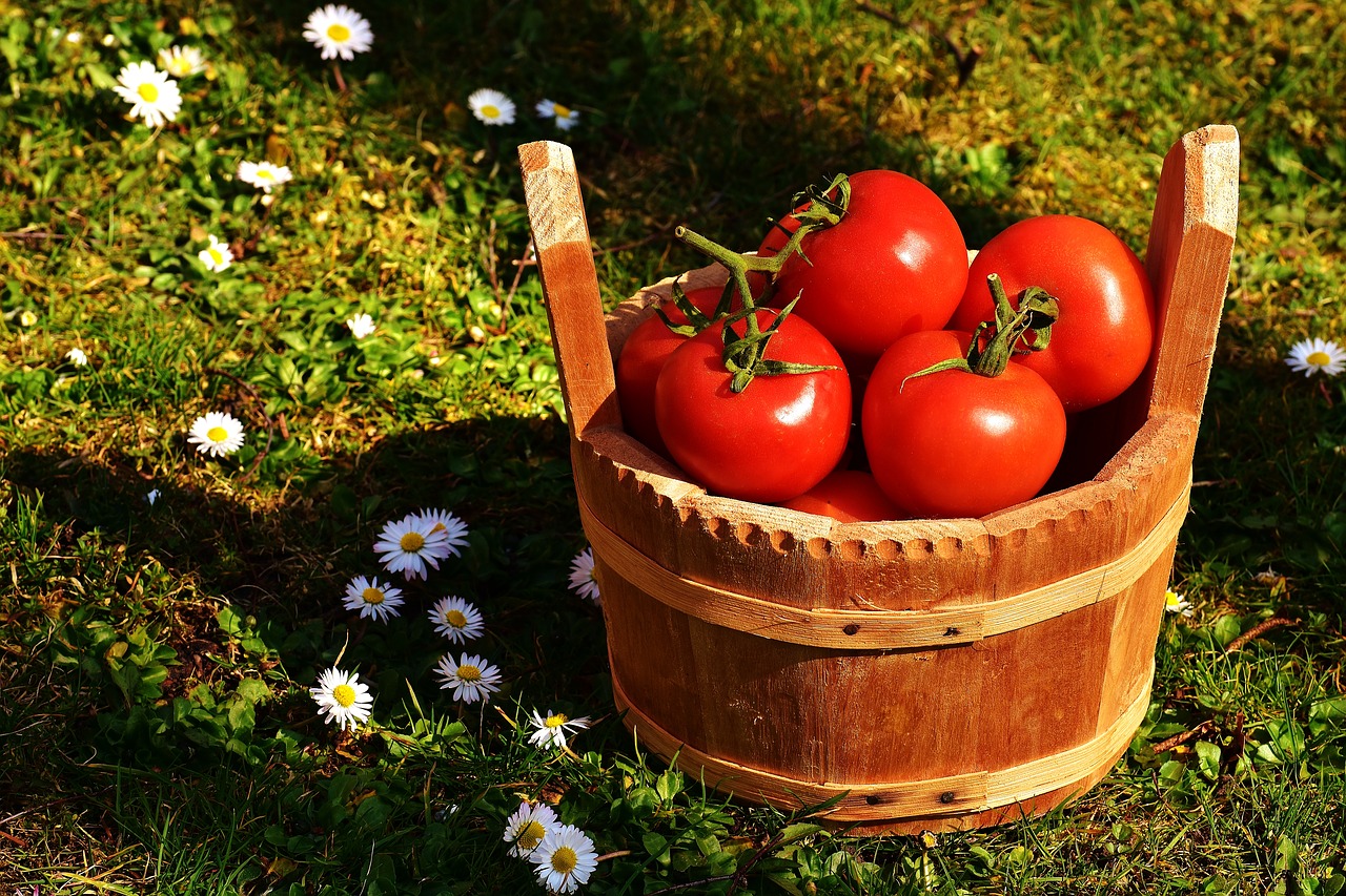 tomatoes vegetables bucket free photo