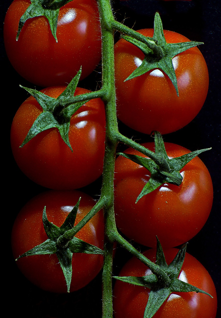 tomatoes vegetables red free photo