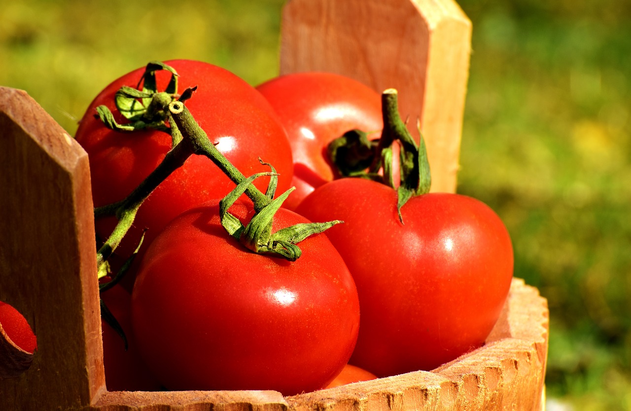 tomatoes vegetables bucket free photo