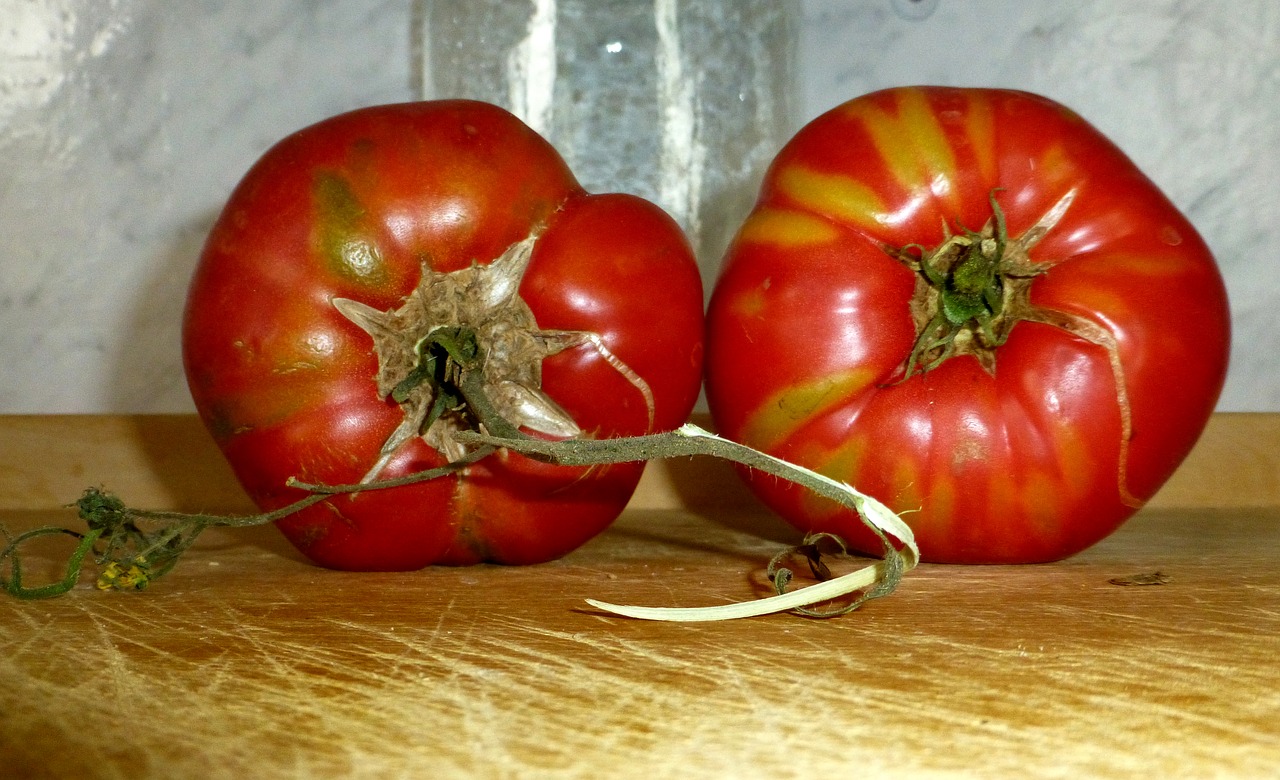 tomatoes red old variety free photo