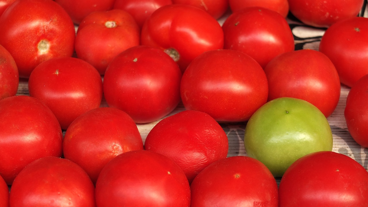 tomatoes red green tomato free photo