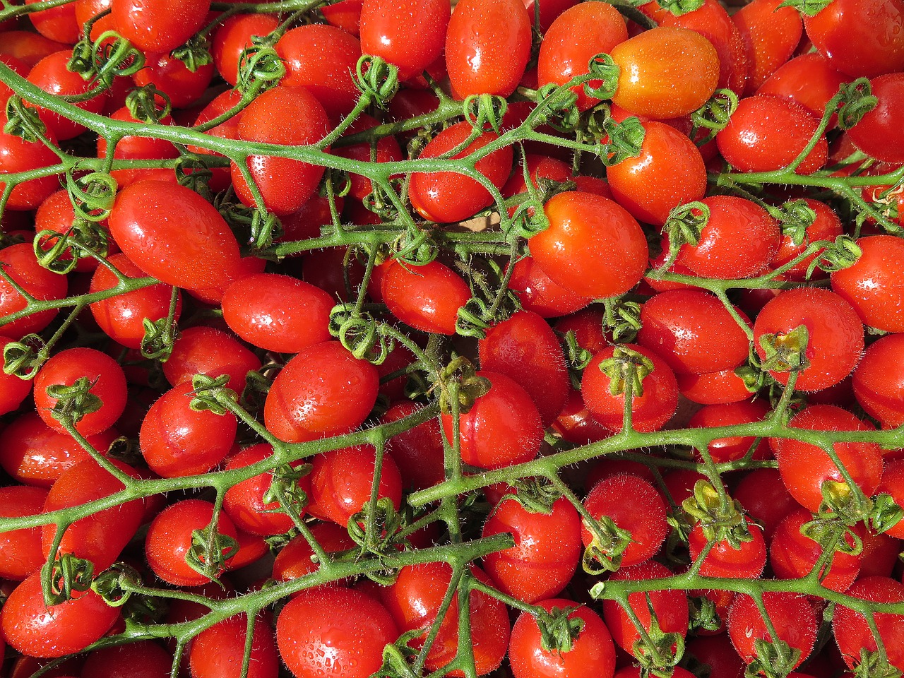 tomatoes cherry tomatoes bio free photo