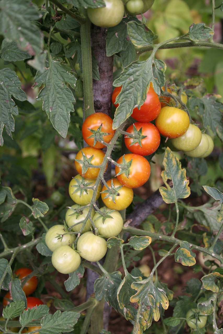 tomatoes garden bunch free photo