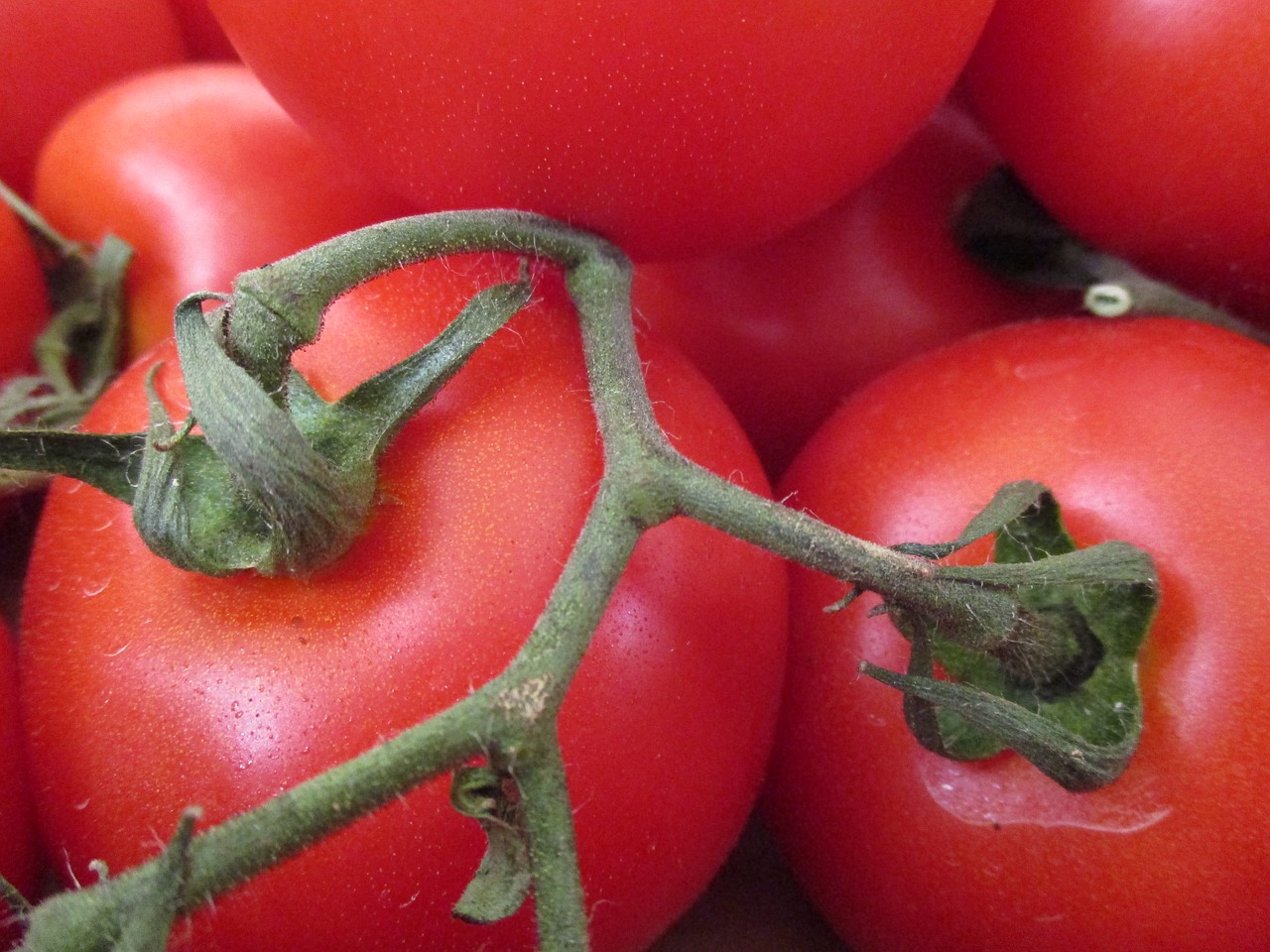 tomatoes vegetables solanacea free photo