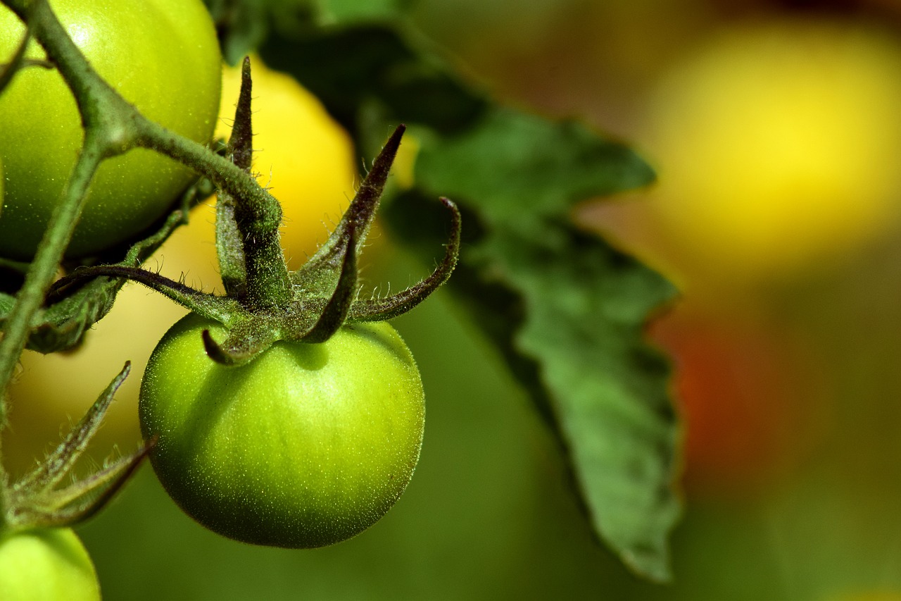 tomatoes fried green tomatoes green free photo