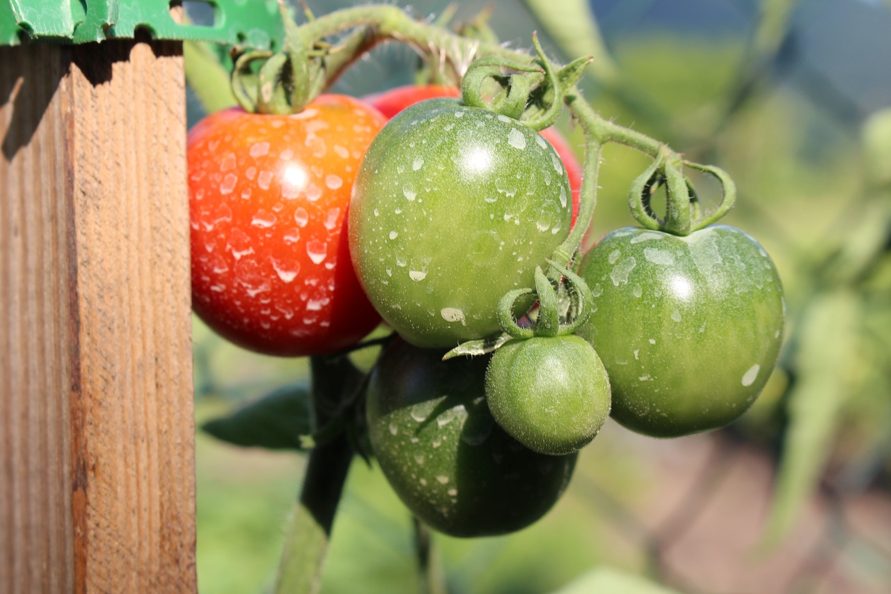 tomatoes insecticide chemicals free photo